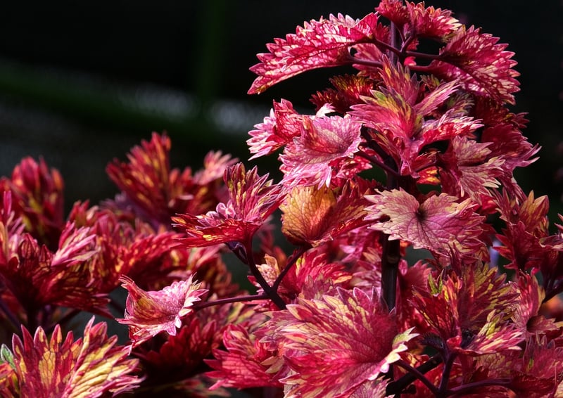 Fabled Botany