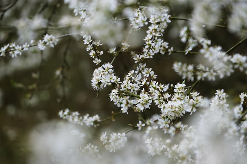 Starlight Blossom