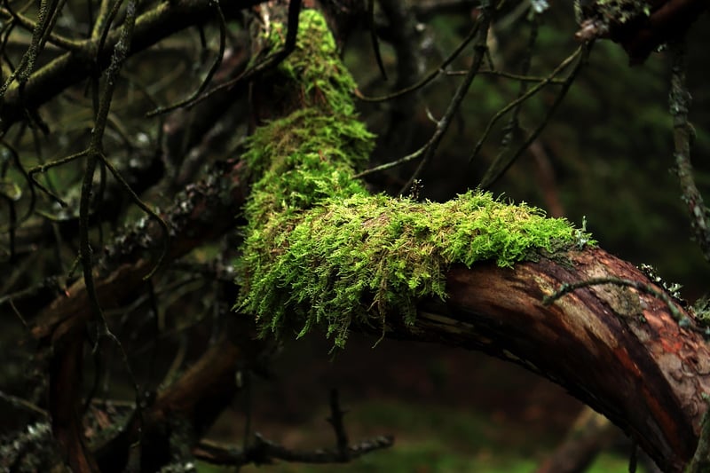 Moss Gardens