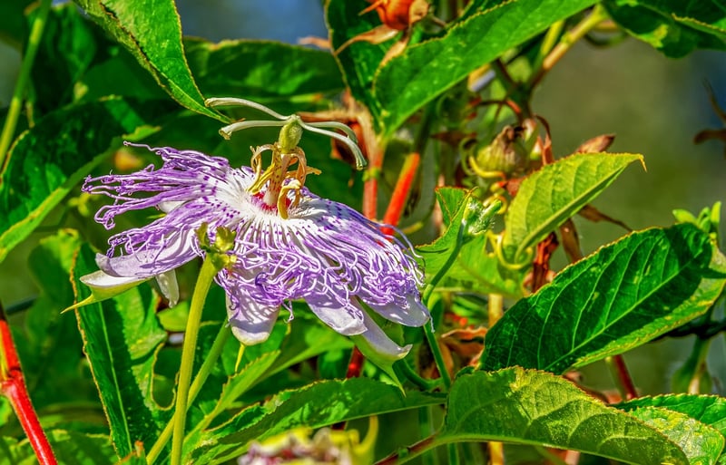 Moonbeam Vine
